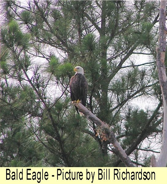 ../Images/Bald Eagle.jpg